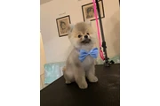 Dog Grooming a Domicilio thumbnail