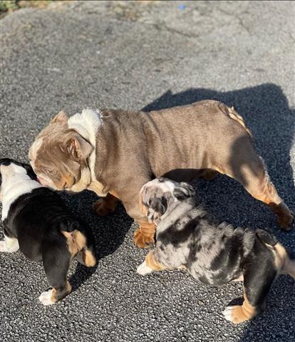 $350 : Cachorros de bulldog inglés image 3