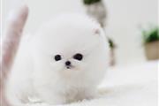 $250 : Teacup Pomeranian puppies thumbnail