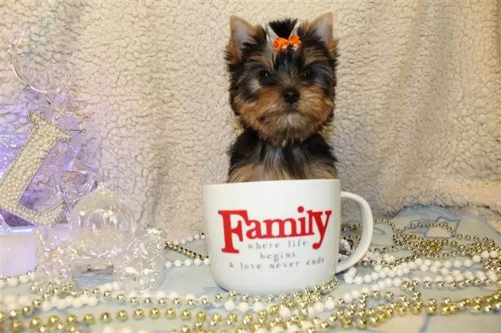 $400 : Super adorable Yorkie Puppies. image 2