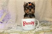 $400 : Super adorable Yorkie Puppies. thumbnail