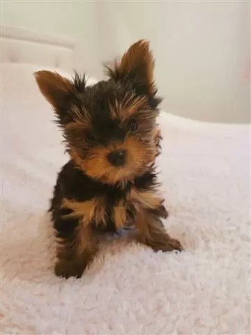 $400 : Cachorro Yorkie saludable image 1