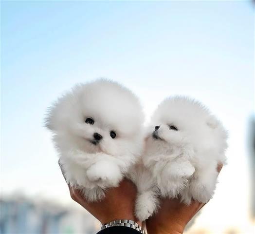 $500 : Adorables cachorros Pomerania image 2