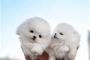 $500 : Adorables cachorros Pomerania thumbnail