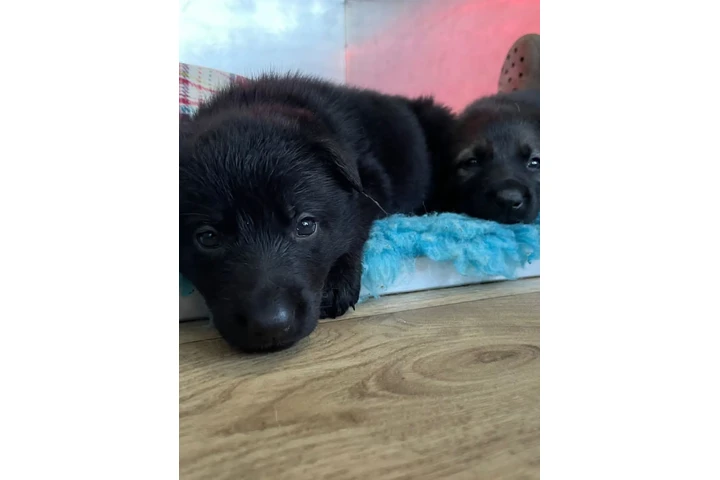 $350 : cachorros de pastor alemán image 3