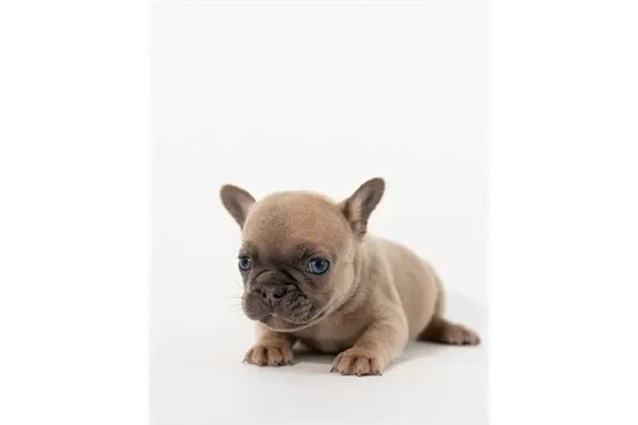 $350 : Bulldog Francés En Venta image 7