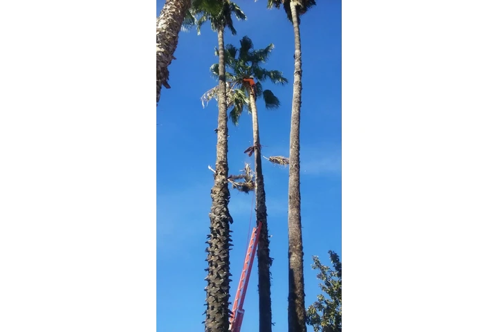 Economic Tree Service image 3