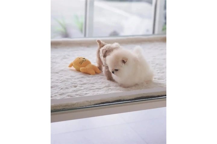 $350 : Pomerania taza de té image 2