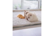 $350 : Pomerania taza de té thumbnail
