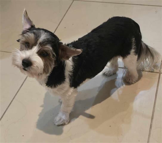 $800 : Male Biewer terrier image 3