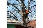 Professional Tree Care thumbnail