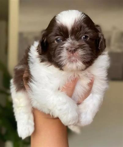 $600 : Shit Tzu puppies available for image 1
