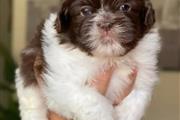 Shit Tzu puppies available for en Chicago