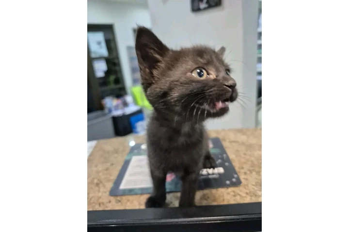 $400 : Ragamuffin cats image 6