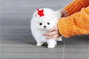 $350 : Pomerania en venta thumbnail