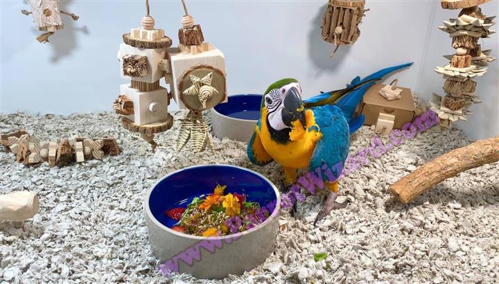 $300 : police parrots image 1