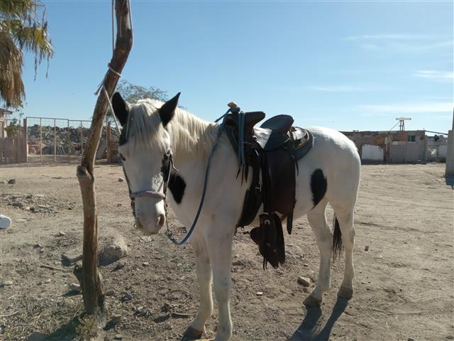 $30000 : Caballo pinto en venta bbb image 7