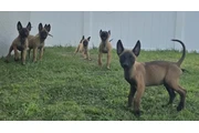 $500 : Cachorro belga mallinois thumbnail