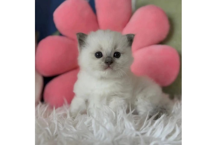 $300 : Gatitos Ragdoll TICA en Venta image 1