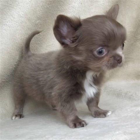 $300 : Chihuahua miniatura disponible image 4