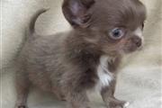 $300 : Chihuahua miniatura disponible thumbnail