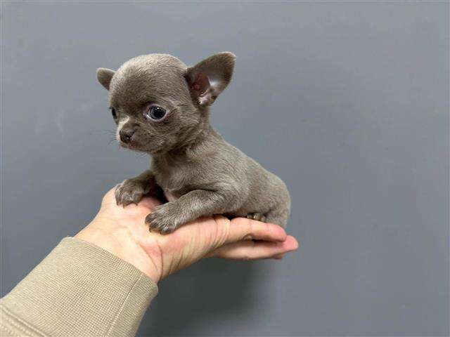 $250 : Cachorro Chihuahua puppy image 3