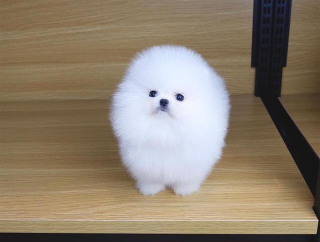 $310 : White Pomeranian Puppy Ready image 2
