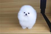 $310 : White Pomeranian Puppy Ready thumbnail