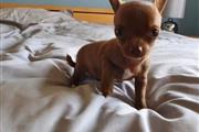 Beautiful Chihuahua Puppies en Madison WV