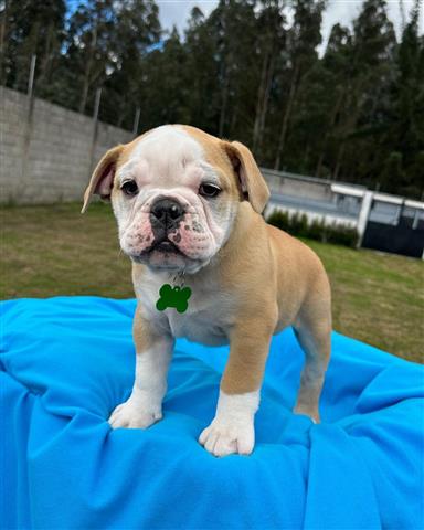 $350 : Cachorrito Bulldog inglés image 2