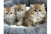 $210 : Super Persian For Adoption thumbnail