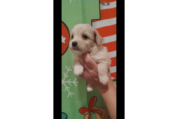 $350 : Puppies baby image 2