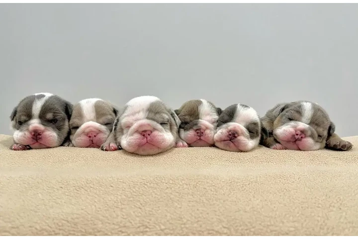 $350 : Cachorros Bulldog Inglés image 5