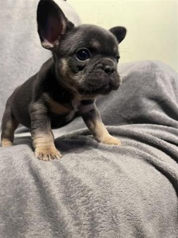 $900 : Registered French Bulldog Pupp image 1