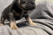 Registered French Bulldog Pupp en San Juan