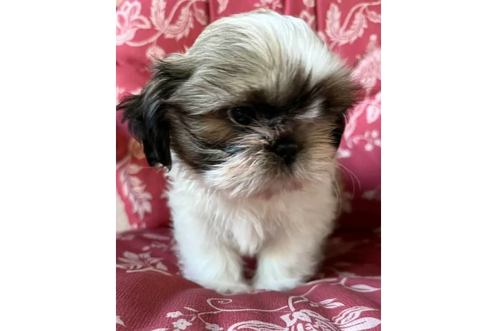 $350 : Cachorros de Shih Tzu image 3