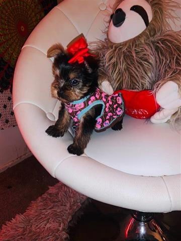 $150 : quality teacup yorkie puppies. image 1