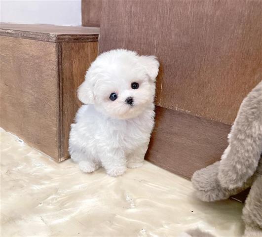 $250 : White Maltese puppies for sale image 1