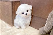 White Maltese puppies for sale en Bronx