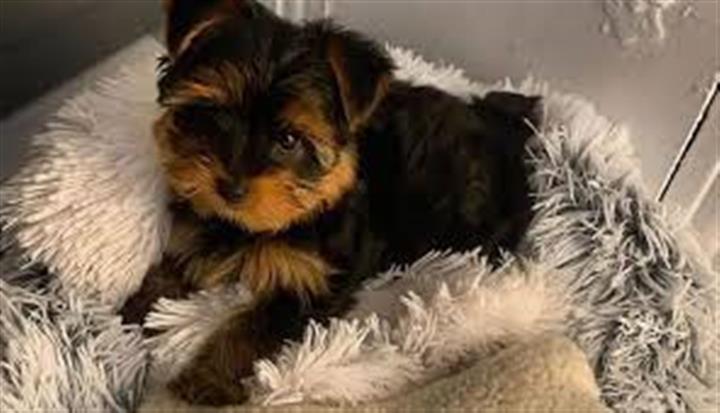 $600 : Teacup Yorkie Puppies image 1