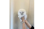 cachorros de Pomerania 🐶 en Memphis