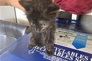 Tengo 4 gatos son regalados en Los Angeles