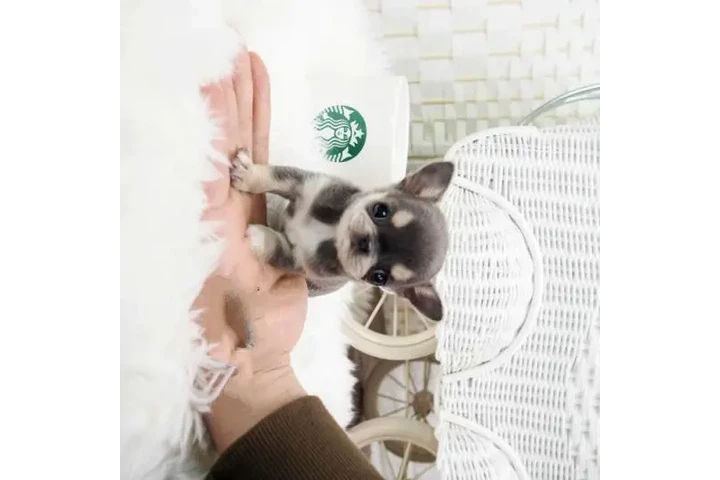$350 : Micro chihuahua image 6