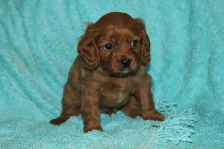 $500 : Cachorros Cavapoo para nuevos image 4