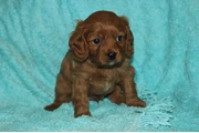 $500 : Cachorros Cavapoo para nuevos thumbnail