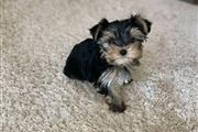 $300 : Yorkie puppy for adoption thumbnail