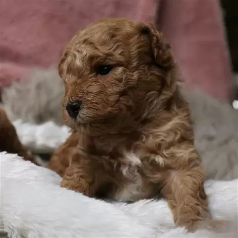 Red toy poodle puppie image 2