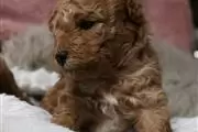 Red toy poodle puppie thumbnail