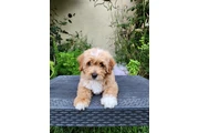 $250 : Perritos bonitos thumbnail