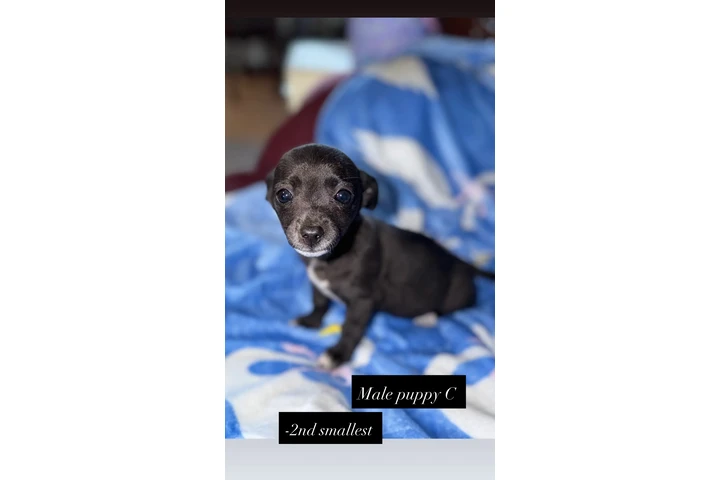 $400 : Chihuahua puppies image 1